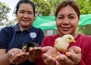 Caritas transforming farming in Cambodia IMAGE