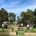 Collective Hearts come together for community garden to thrive Image