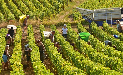 TUESDAYS WITH TERESA: Tending the Vineyards IMAGE